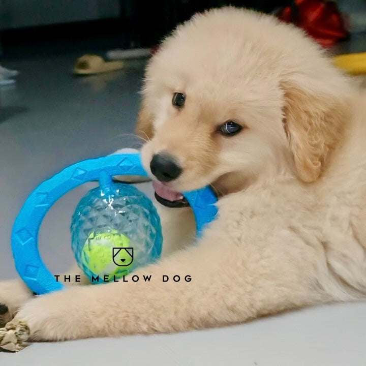 Frisball