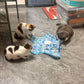 Teasing UFO (Cats)