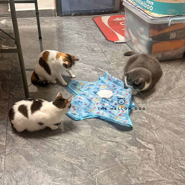 Teasing UFO (Cats)