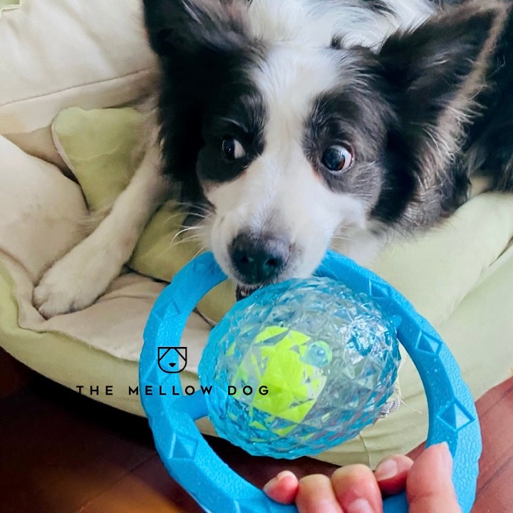 Frisball
