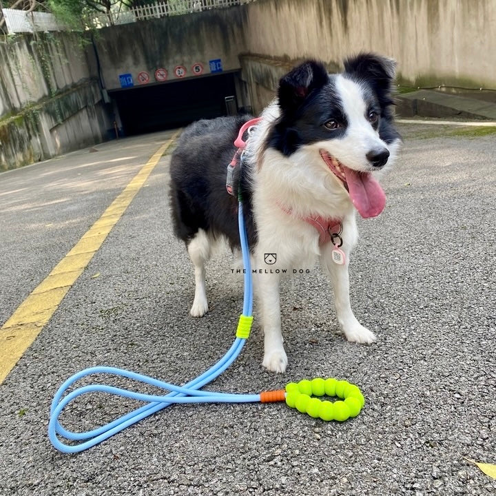 Bubblegum Leash