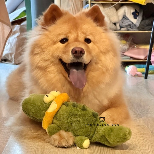 Calming Crocodile