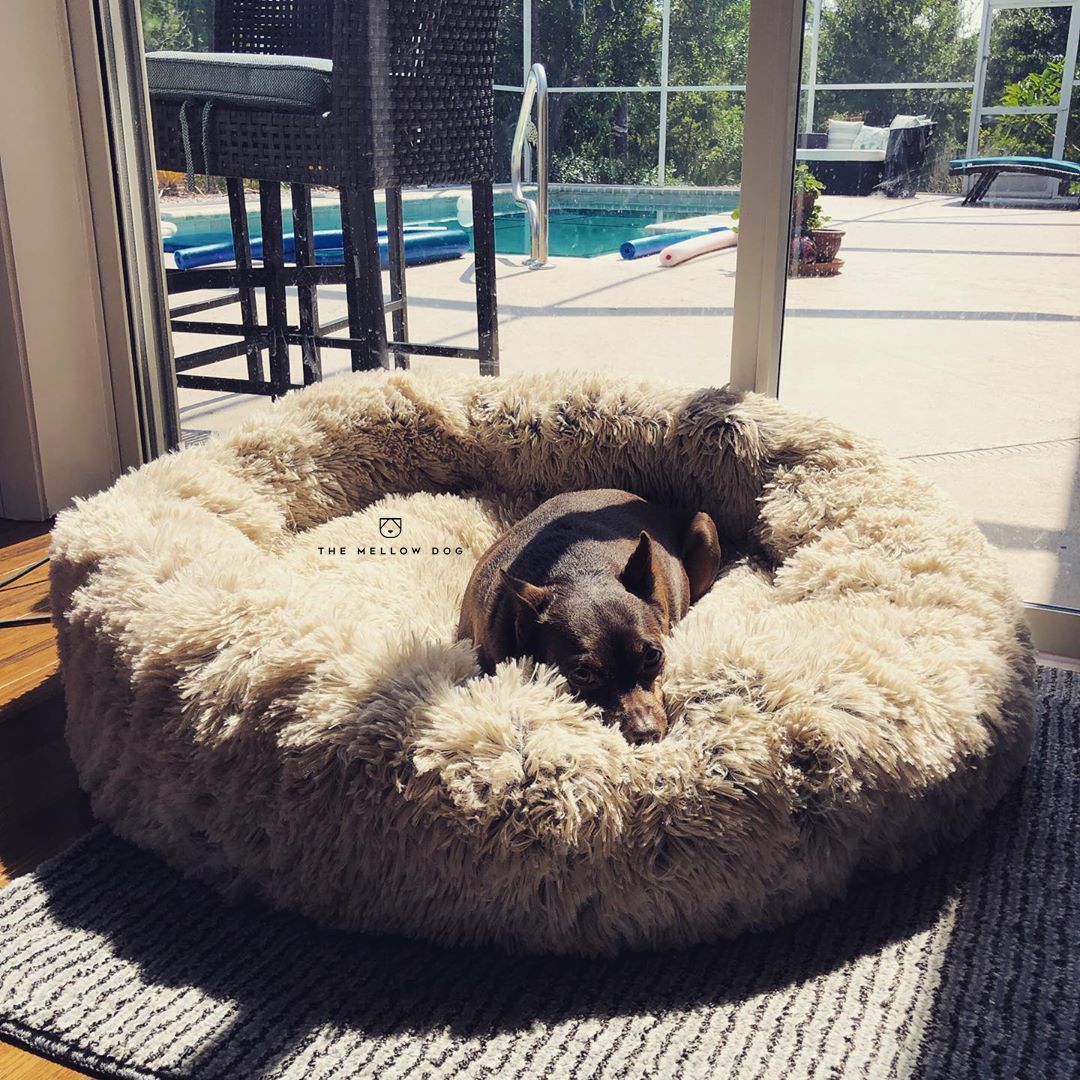 The calming outlet bed for dogs