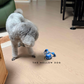 Motion Ball