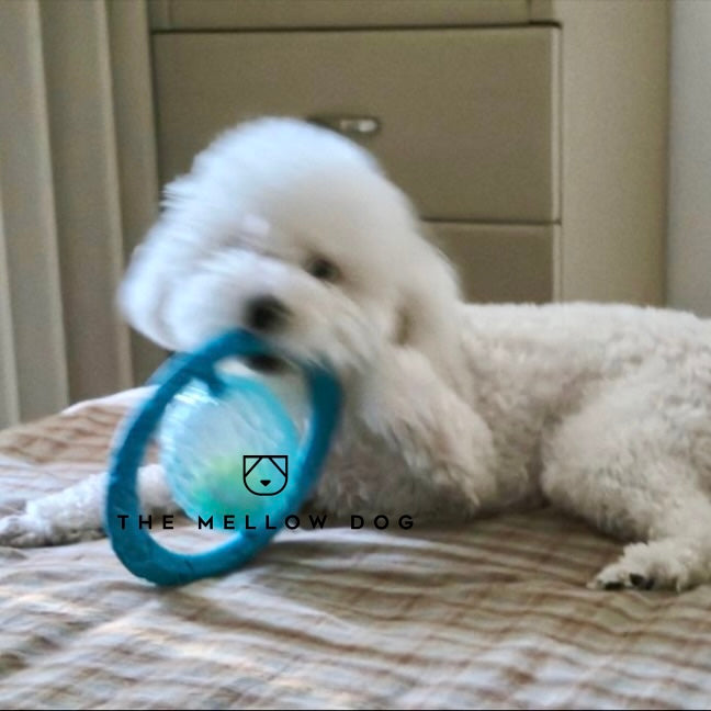 Frisball