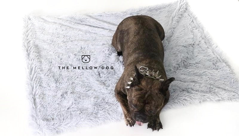 Anxiety dog hot sale blanket