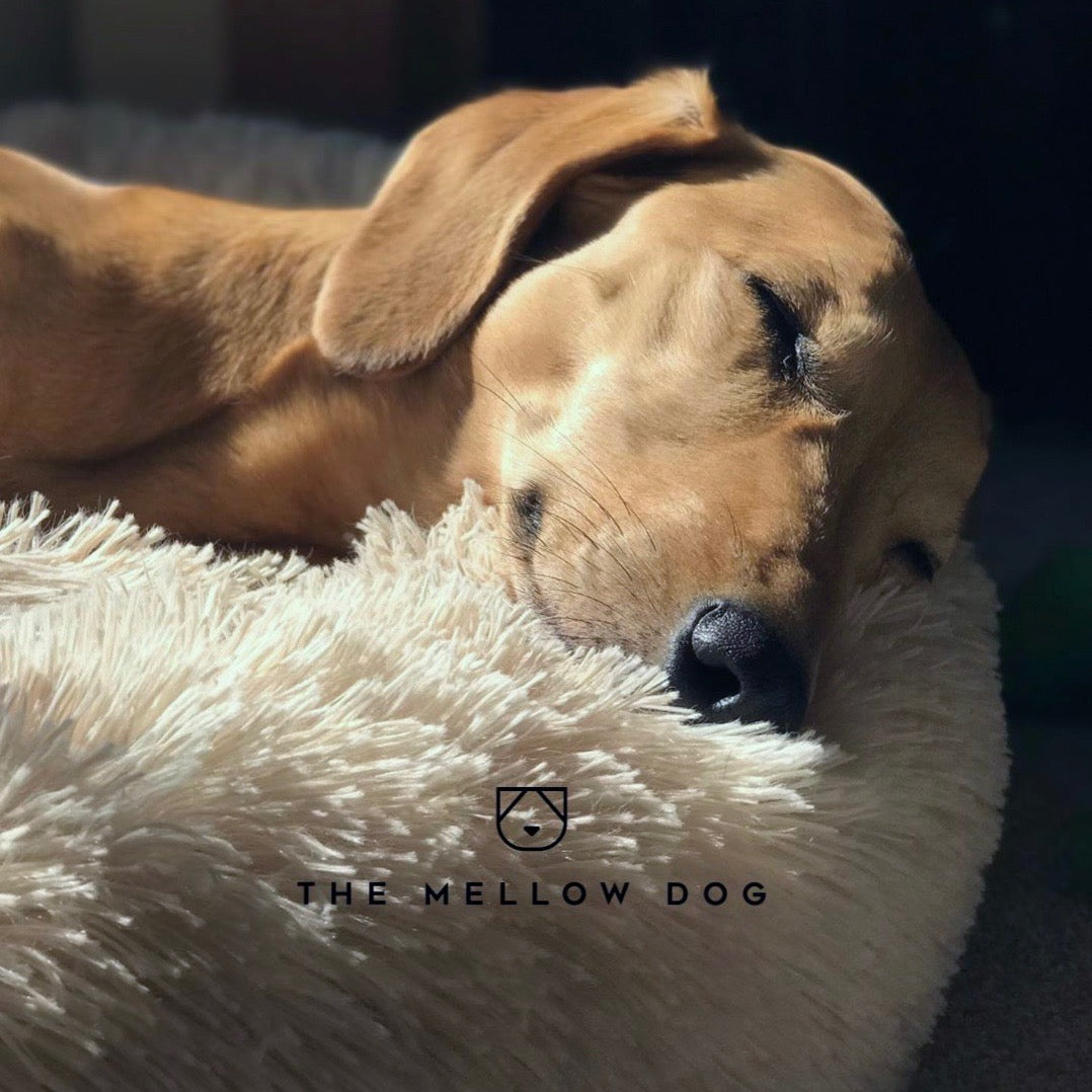 The mellow clearance dog bed reviews